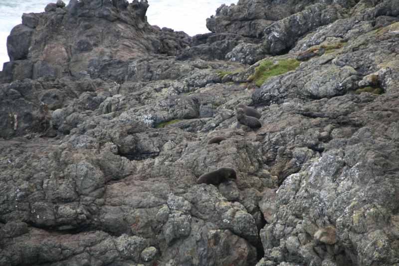 Nieuw-Zeeland 2011 - 1982